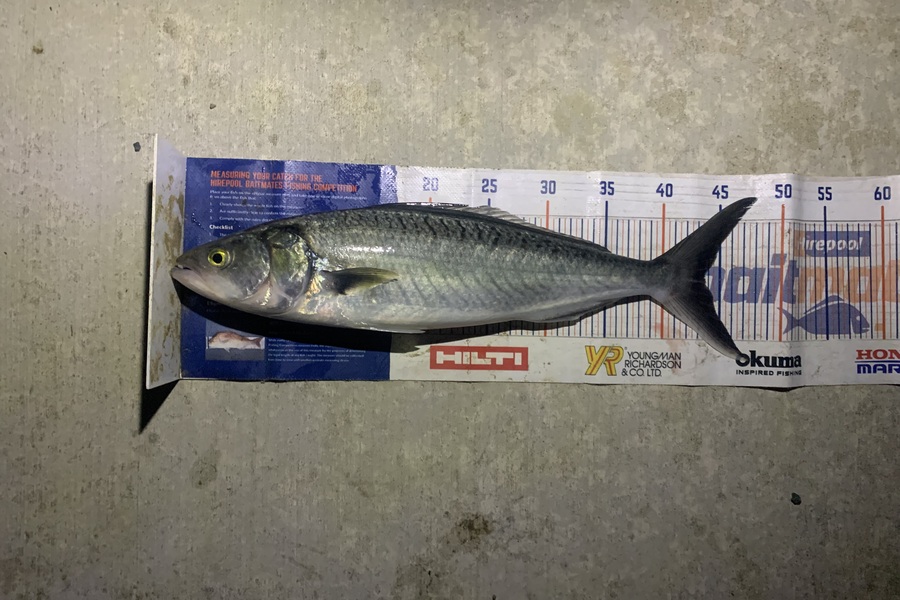 Mark Piskulic caught this 43.0cm Kahawai at Doubtless Bay during The Export NZ Fishing Competition